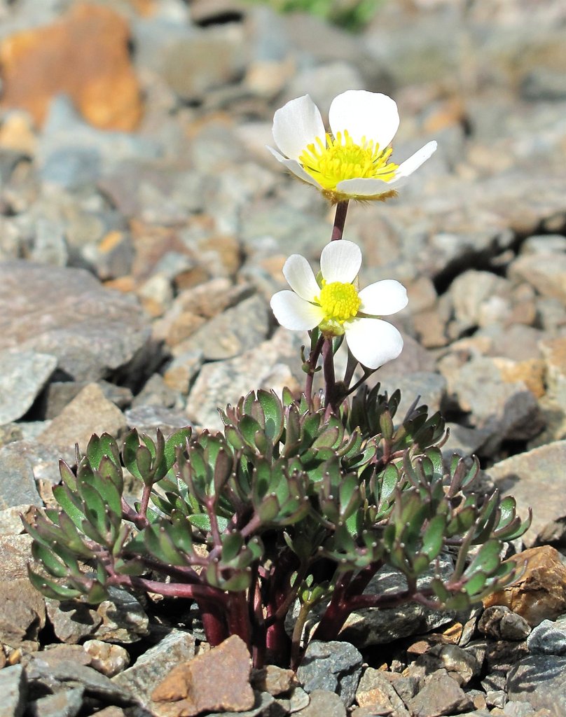 Ranunculus glacialis